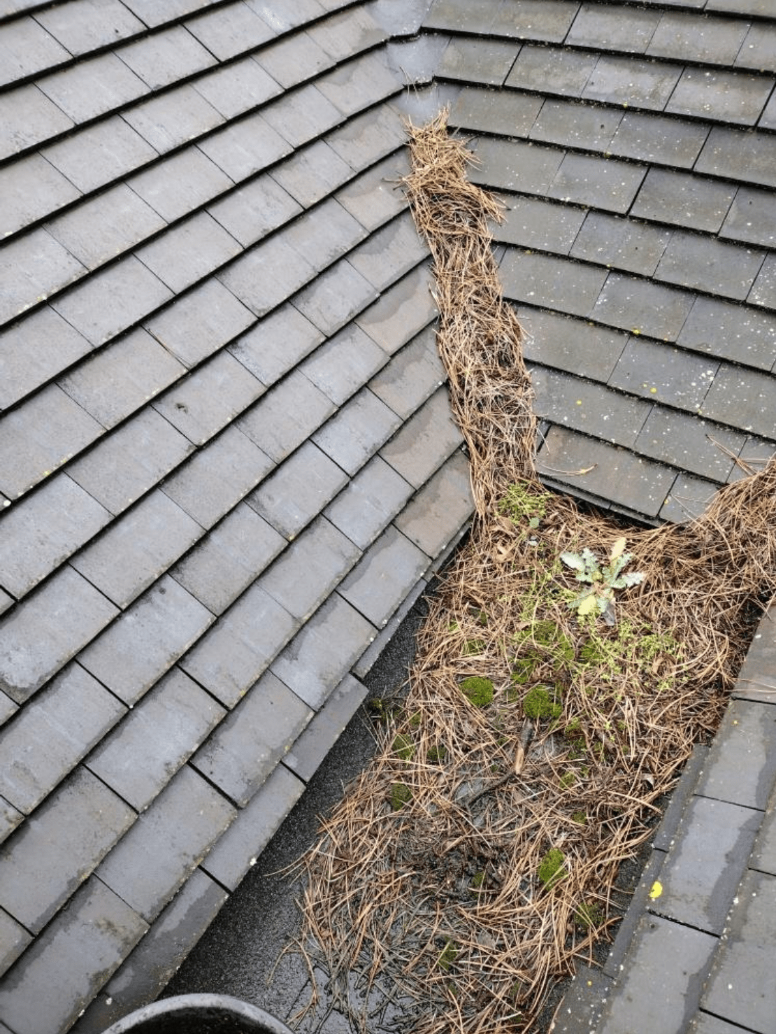 messy gutters full of growth