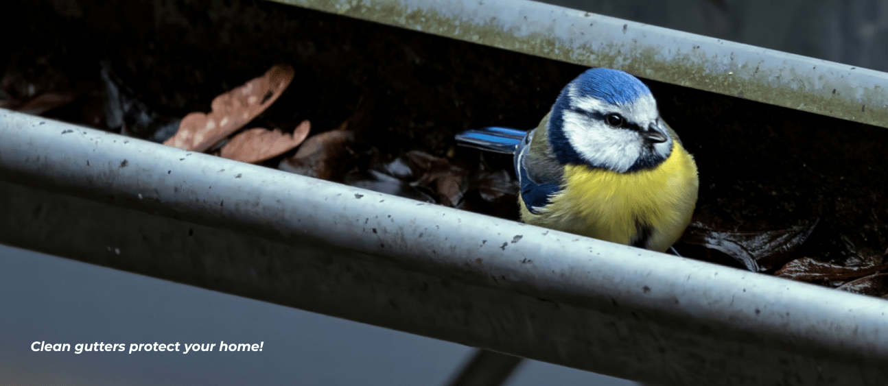 small bird sat inside of gutters