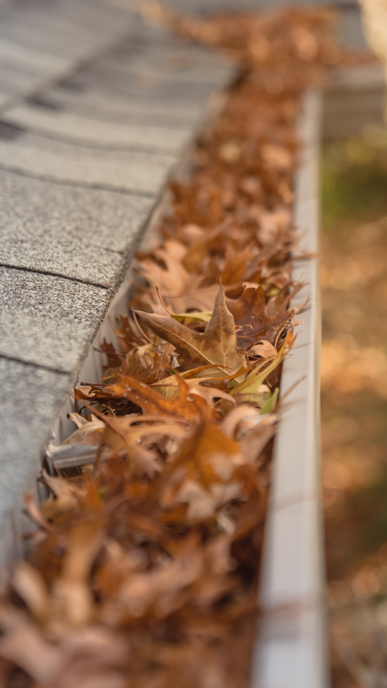 Portrait showing a Suffolk gutter requiring professional gutter cleaning services.