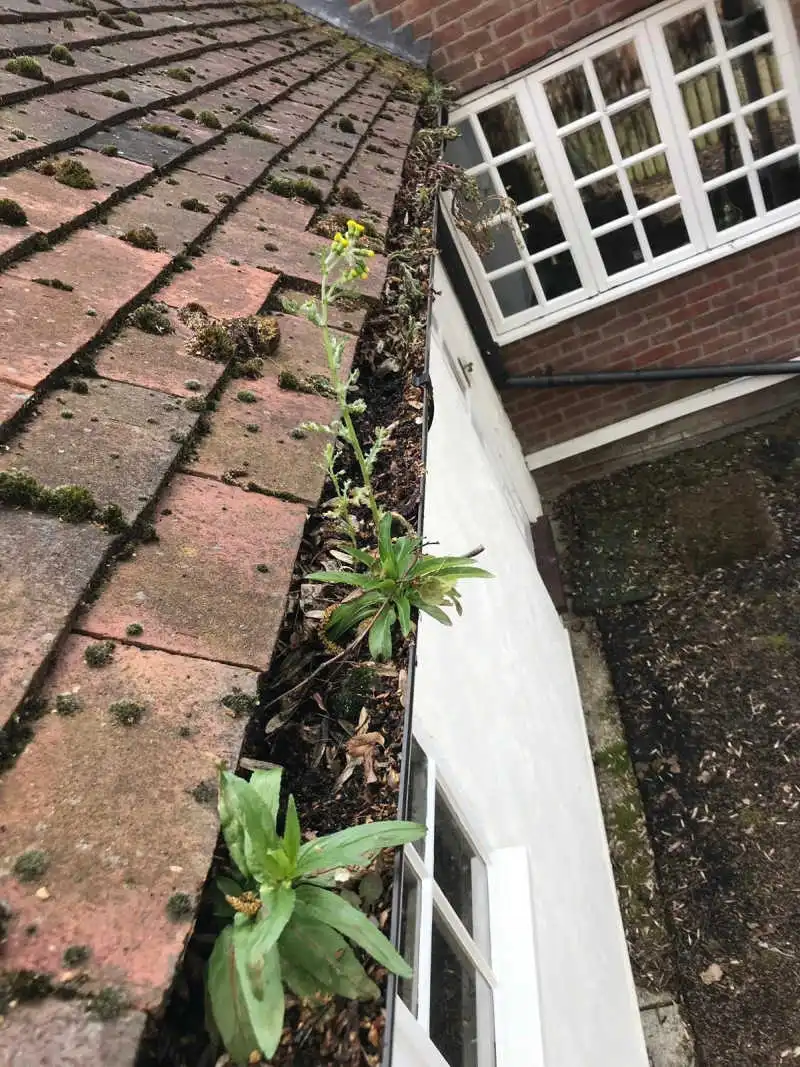 before gutter cleaning photo